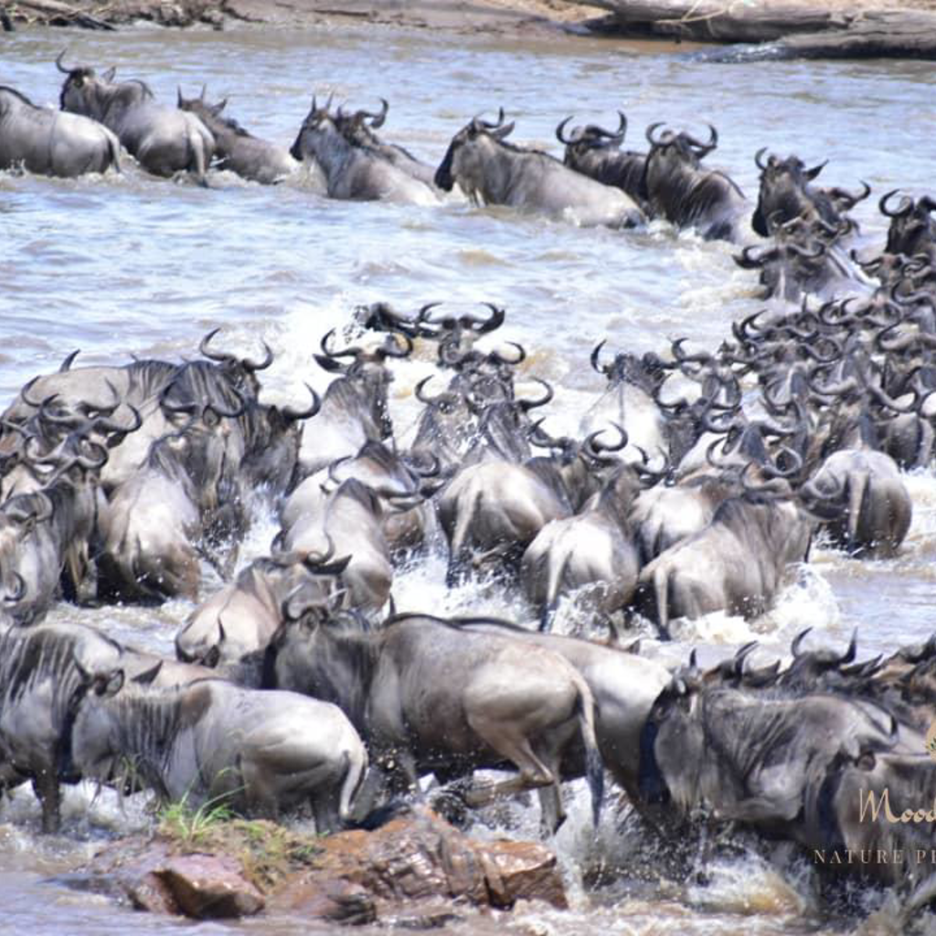 nasikia-migration-camp-great-wildebeest-migration.png