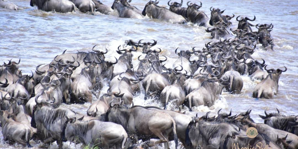nasikia-migration-camp-great-wildebeest-migration.png