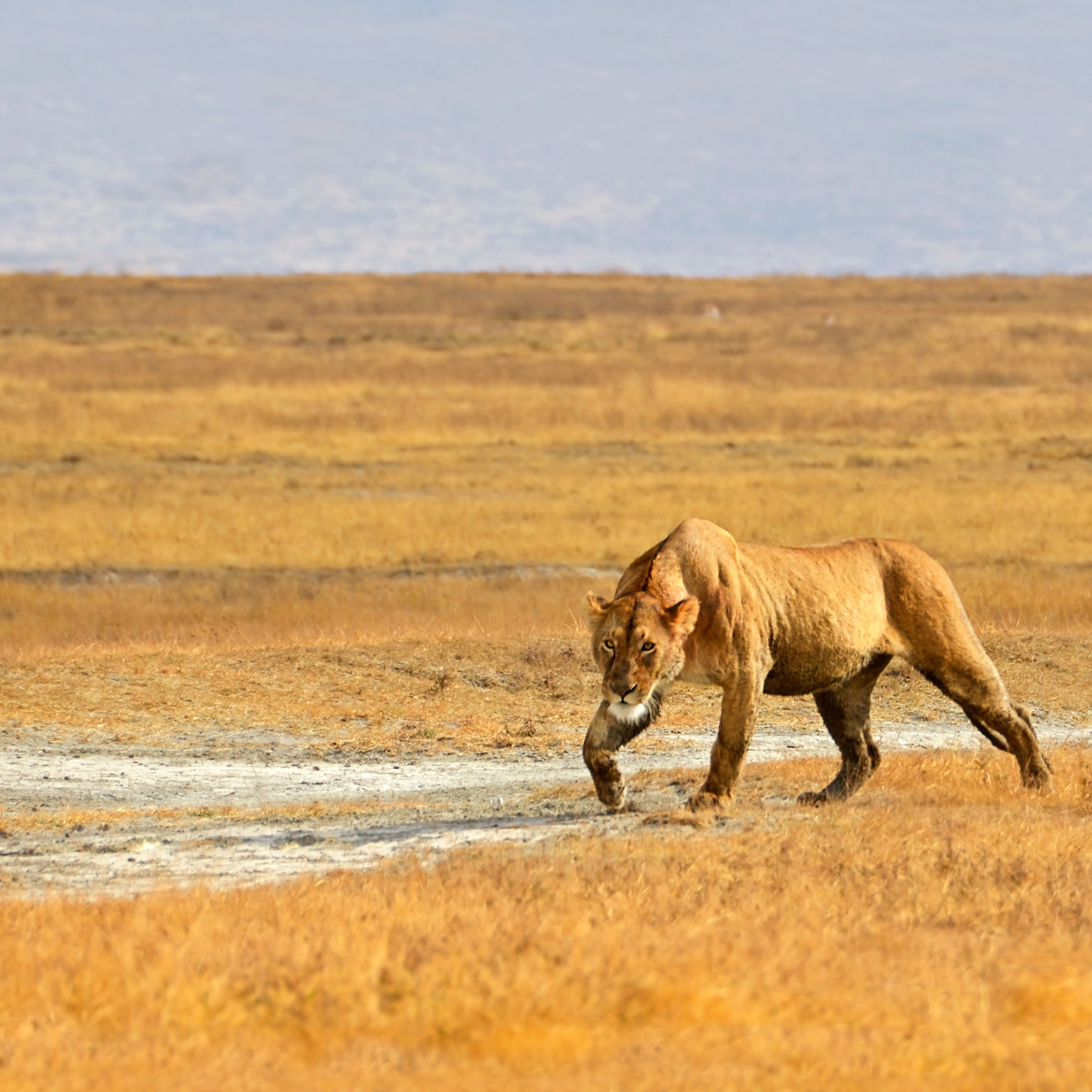 Lion, wildlife, Ngorongoro Crater, Tanzania