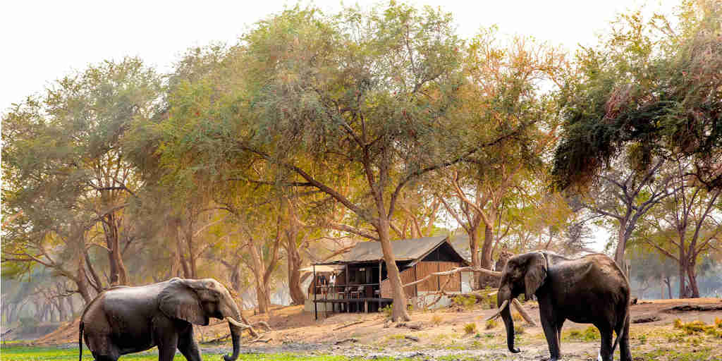 Elephants at Old Mondoro, Lower Zambezi, Zambia