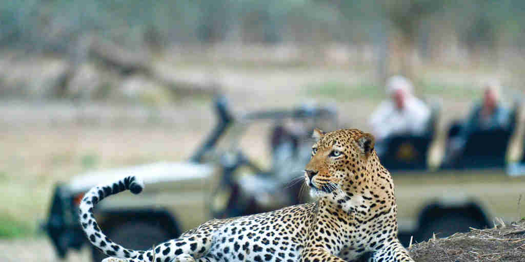 WIldlife, leopard, Old Mondoro, Lower Zambezi, Zambia