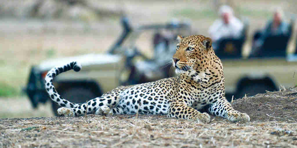 WIldlife, leopard, Old Mondoro, Lower Zambezi, Zambia