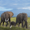 Wildlife elephants, Tortilis Camp Amboseli, Kenya safari