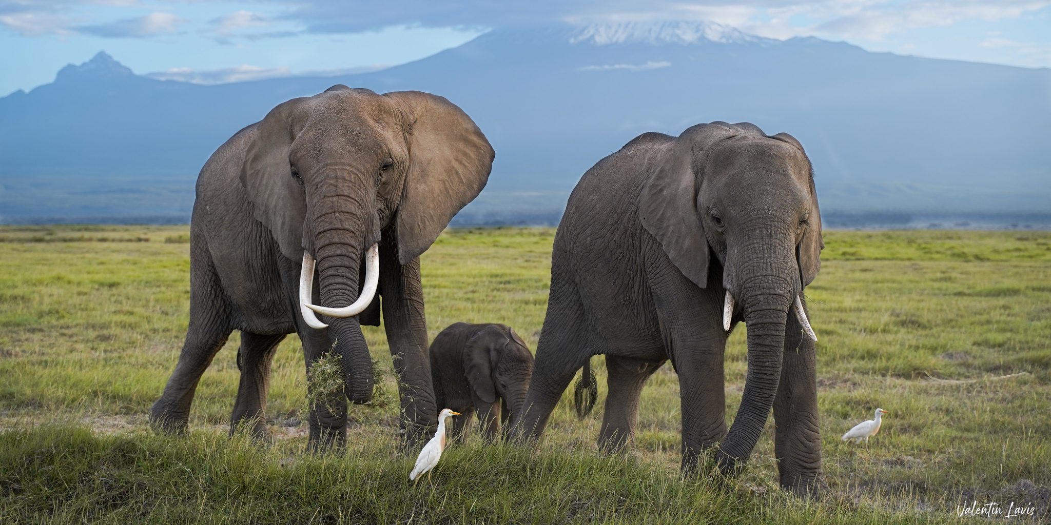 Wildlife elephants, Tortilis Camp Amboseli, Kenya safari