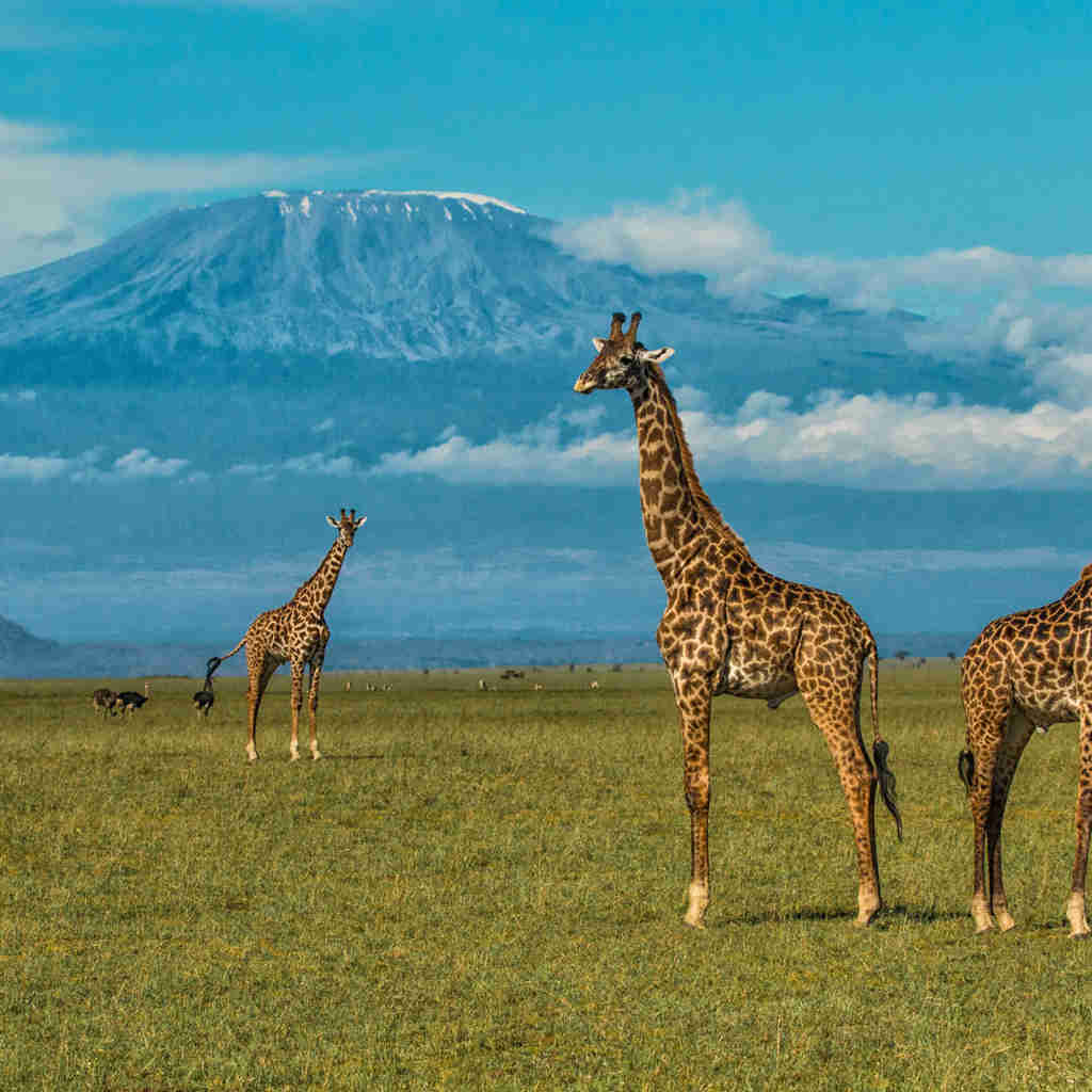 Giraffes, wildilfe, Ol Donyo, Kenya luxury safari