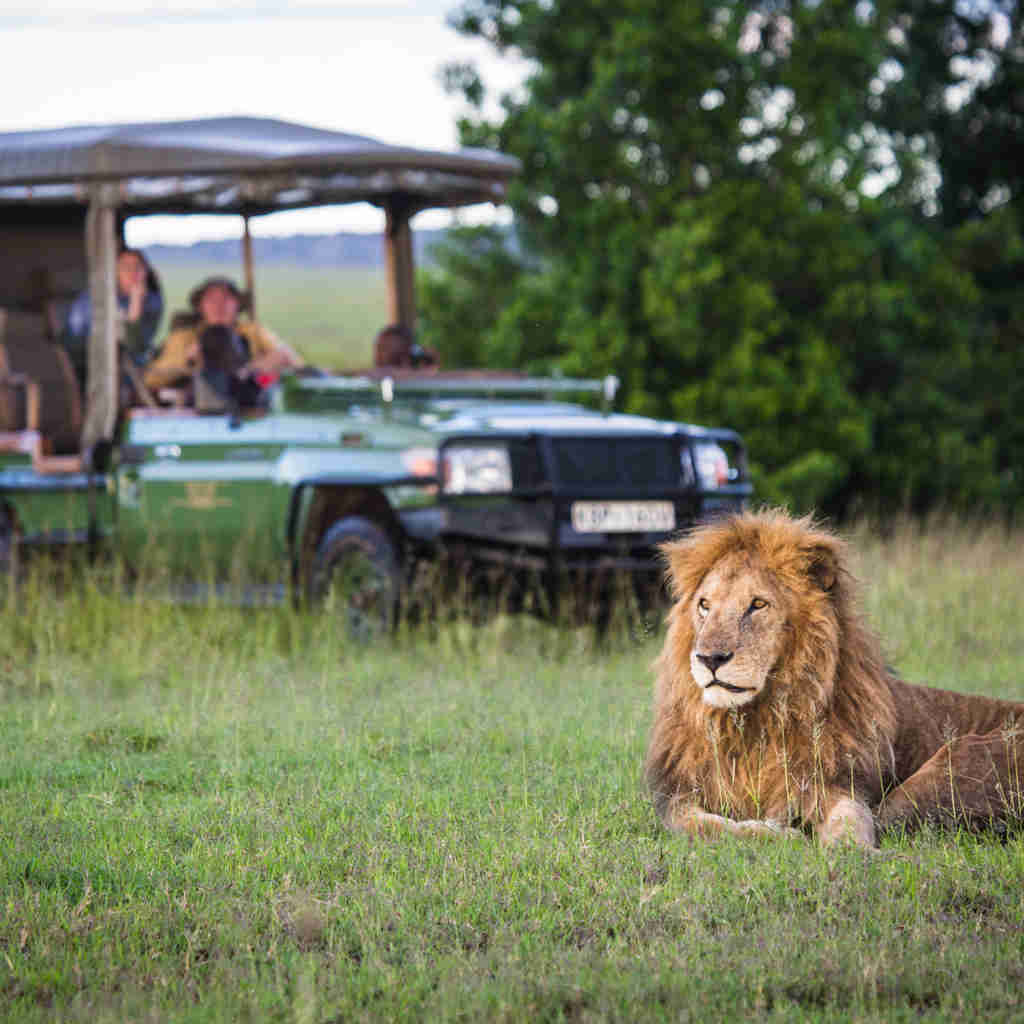 Lion, game drive, Mara Plains, Maasia Mara, Kenya