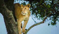 Lion in tree, Luxury Kenya safari, Mara Plains