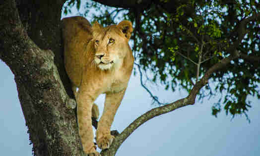 Lion in tree, Luxury Kenya safari, Mara Plains