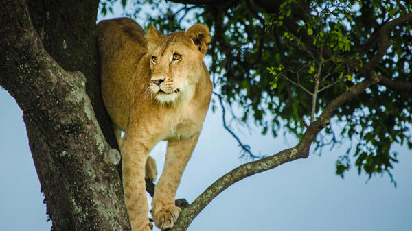 Lion in tree, Luxury Kenya safari, Mara Plains