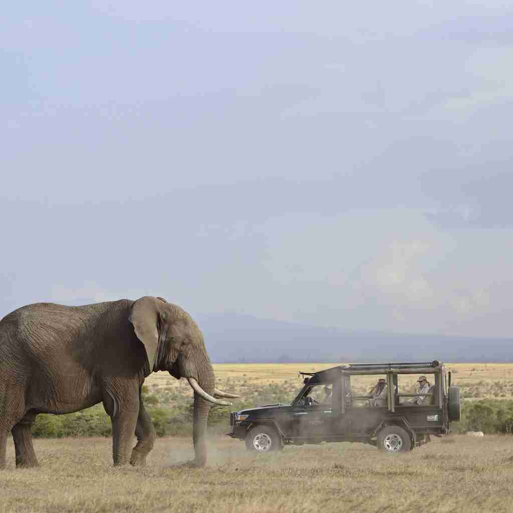 Elephant, game drive, Kicheche Laikipia, Kenya