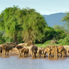 Elephant wildlife, Samburu National Park, Kenya