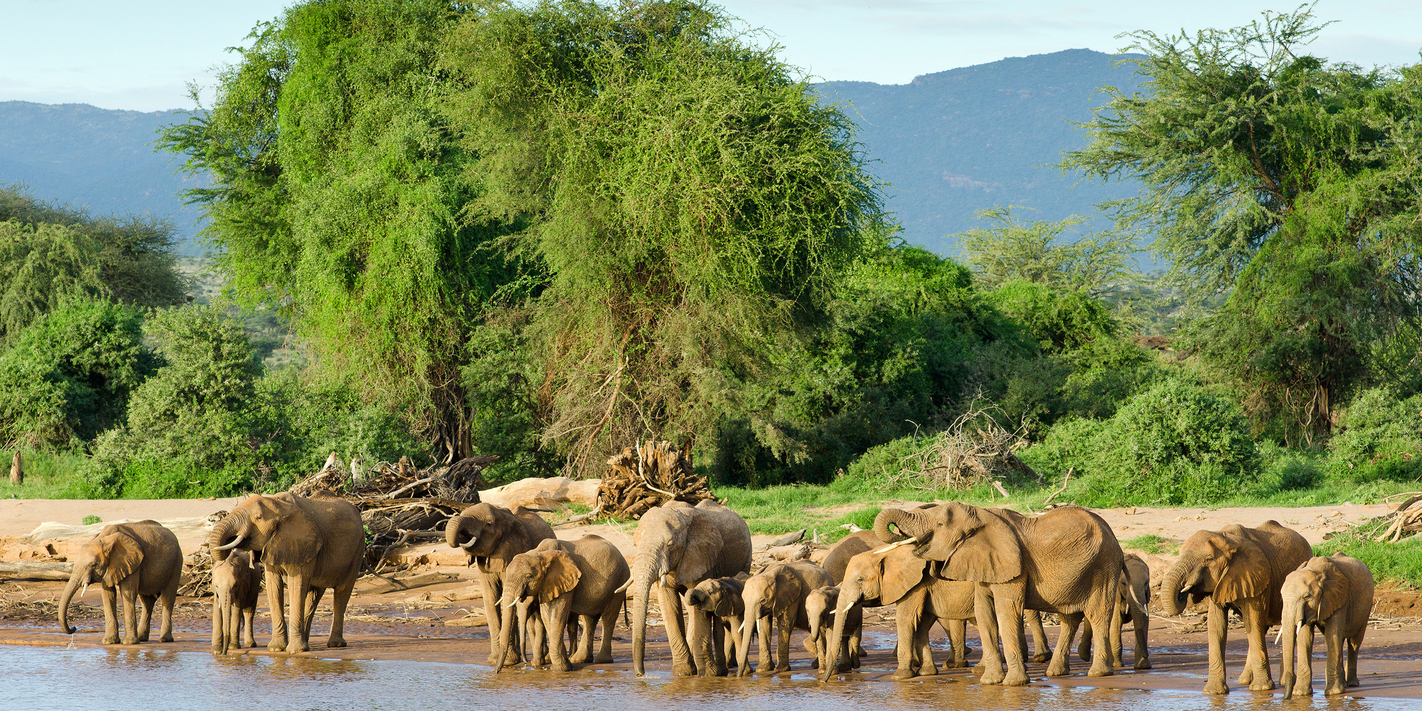 Elephant wildlife, Samburu National Park, Kenya