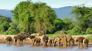 Elephant wildlife, Samburu National Park, Kenya