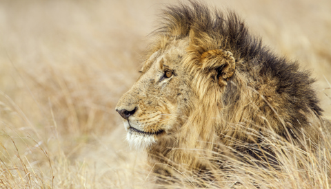 Male lion spotted on safari, Africa