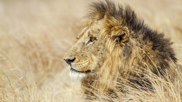 Male lion spotted on safari, Africa