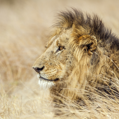 Male lion spotted on safari, Africa