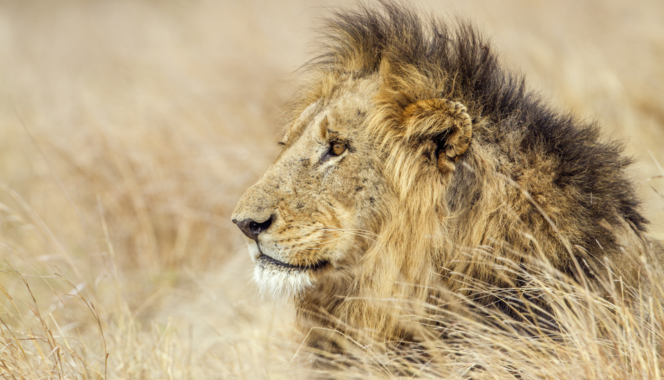 Male lion spotted on safari, Africa