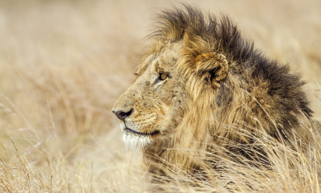 Male lion spotted on safari, Africa