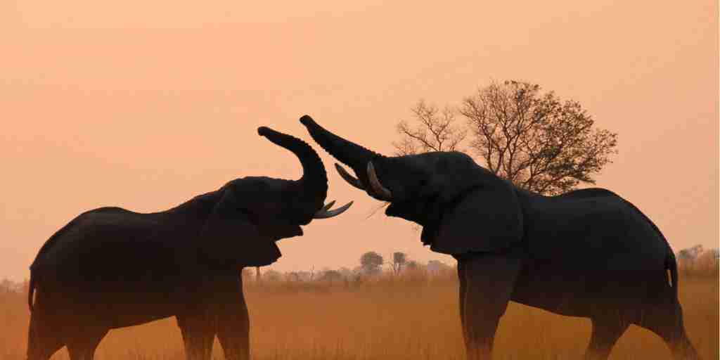 elephants, 4 rivers, okavango delta, botswana
