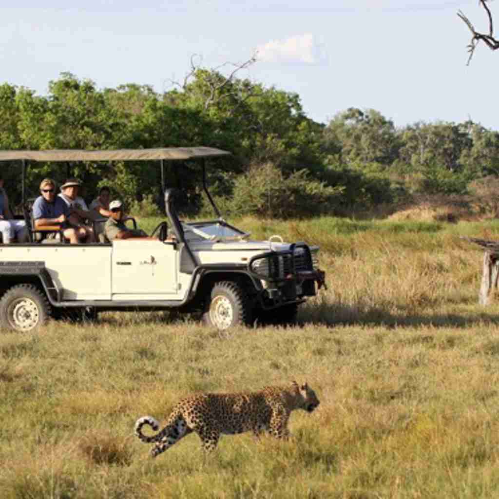 Leopard, wildlife, Sango Safari Camp, Okavango Delta, Botswana