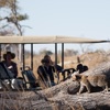 Leopard cub, Pom Pom, Okavango Delta, Botswana