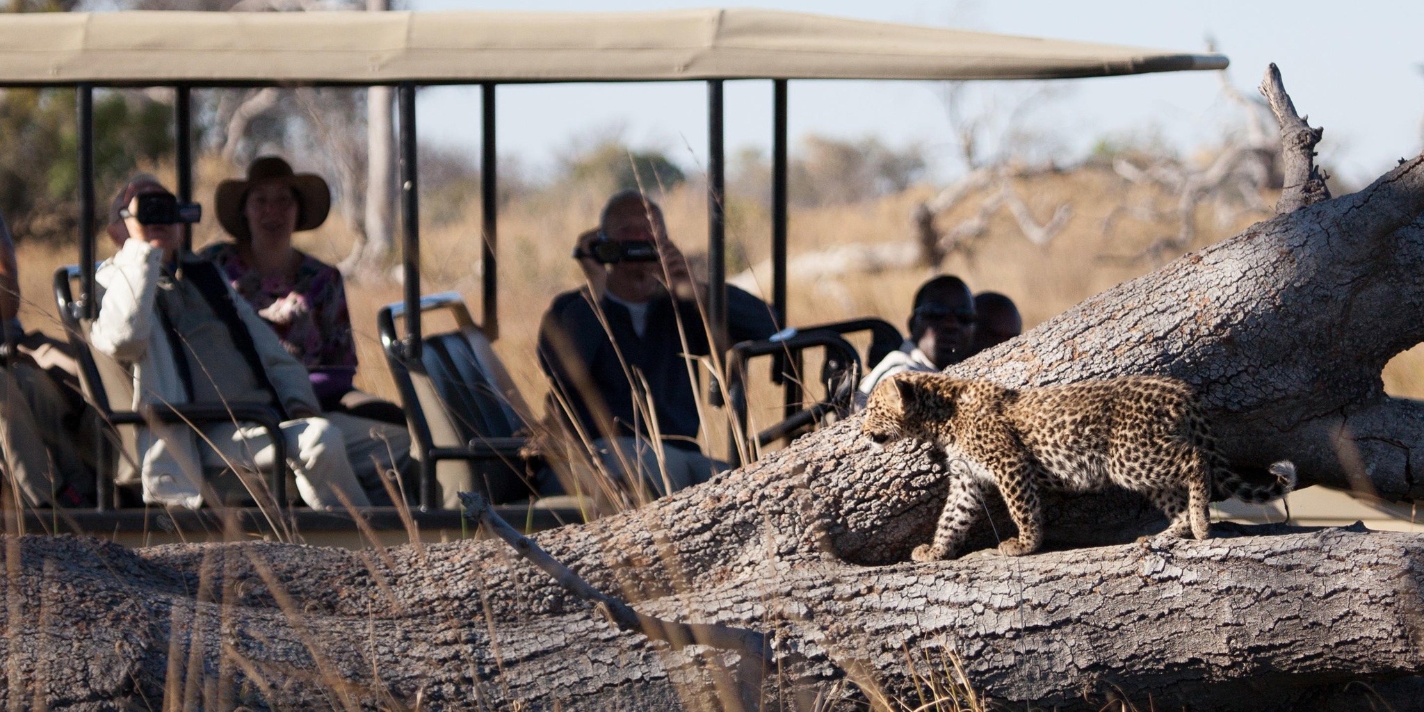 Leopard cub, Pom Pom, Okavango Delta, Botswana