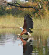 Fish eagle, Pom Pom, Okavango Delta, Botswana