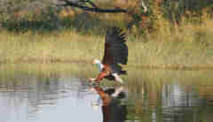 Fish eagle, Pom Pom, Okavango Delta, Botswana