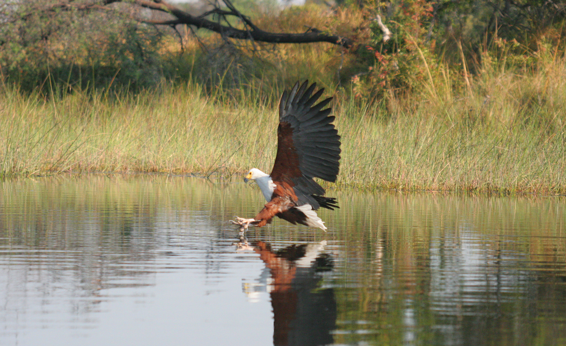 Fish eagle, Pom Pom, Okavango Delta, Botswana