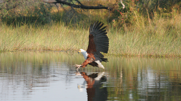 Fish eagle, Pom Pom, Okavango Delta, Botswana