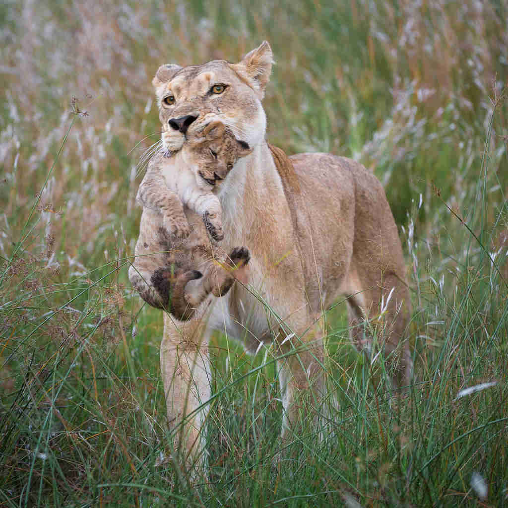 Lion and cub, Wilderness Linyanti Tented Camp, Botswana