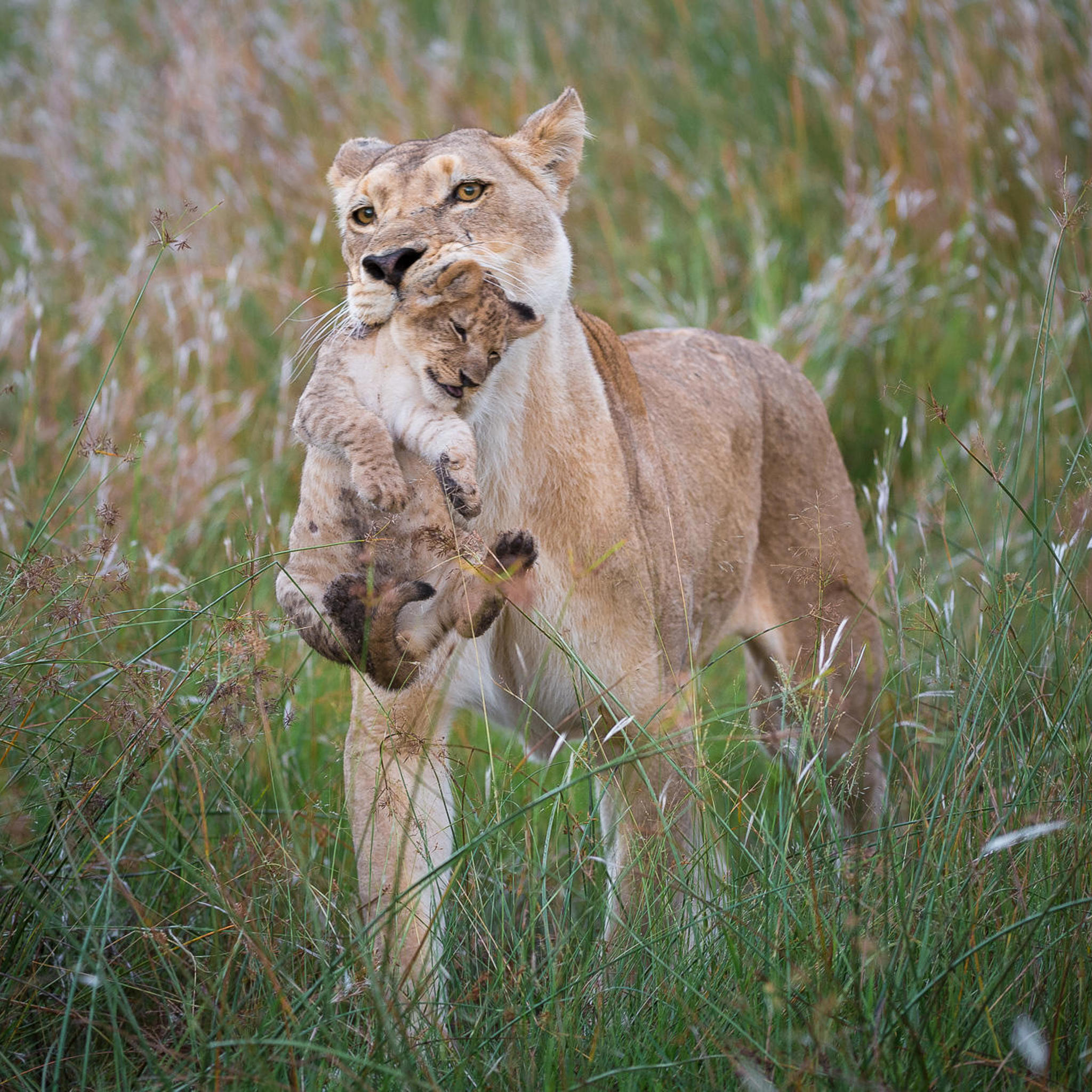 Lion and cub, Wilderness Linyanti Tented Camp, Botswana
