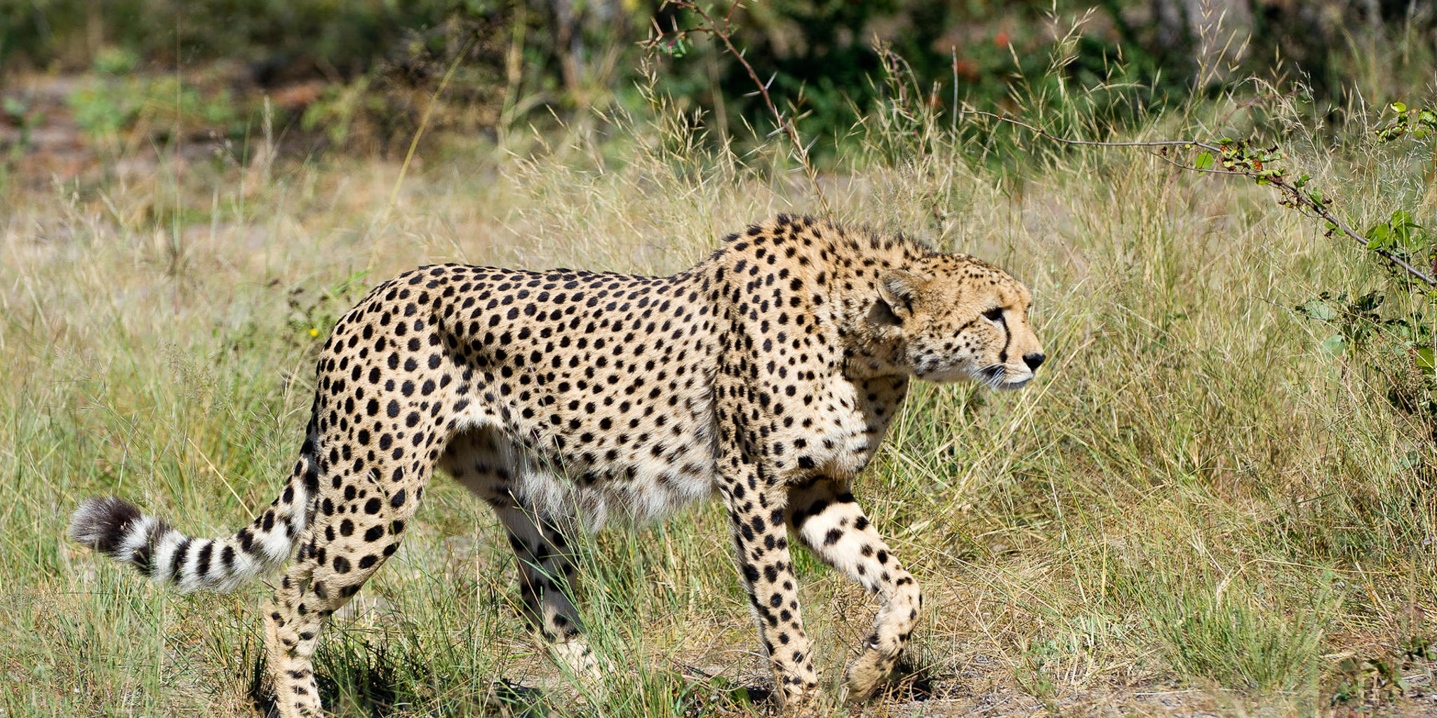 Cheetah, Wilderness Linyanti Tented Camp, Botswana