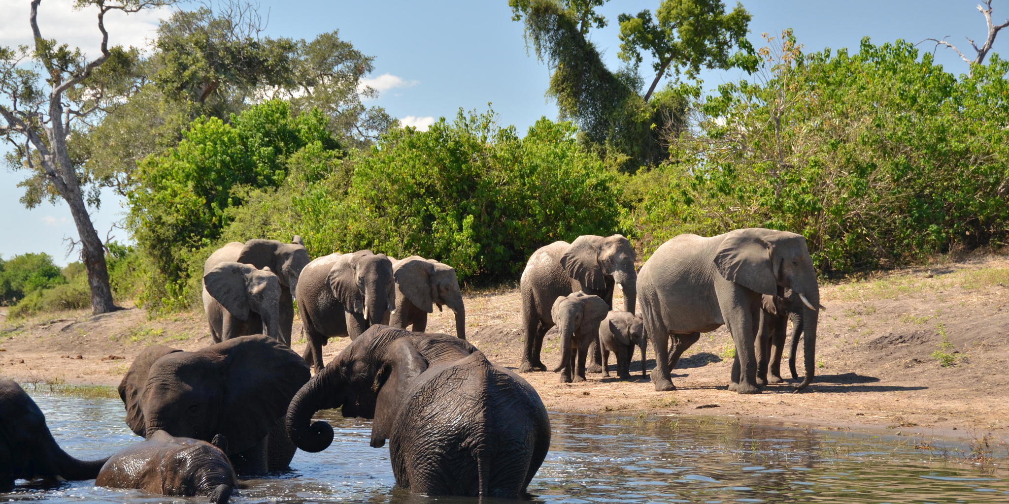 Elephant game viewing, Muchenje Safari Camp, Botswana