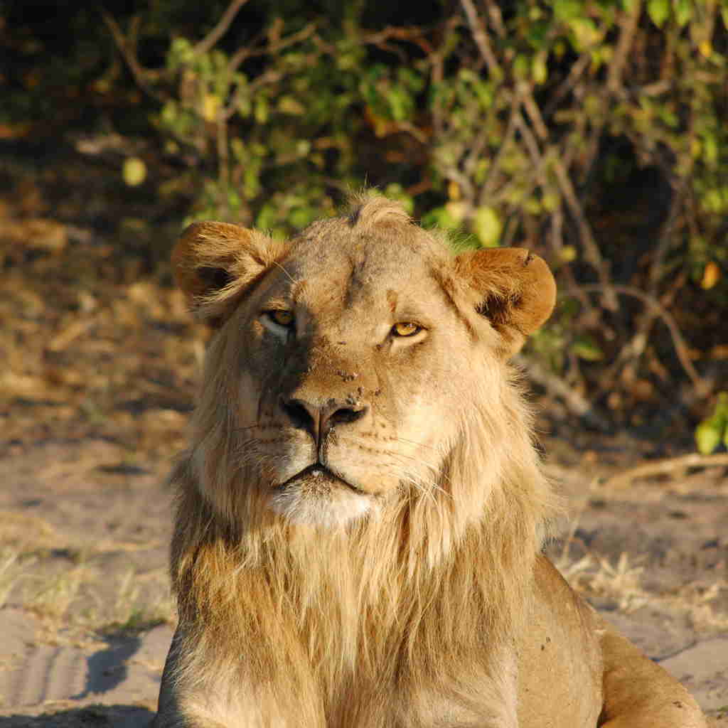 Male lion, Muchenje Safari Camp, Botswana