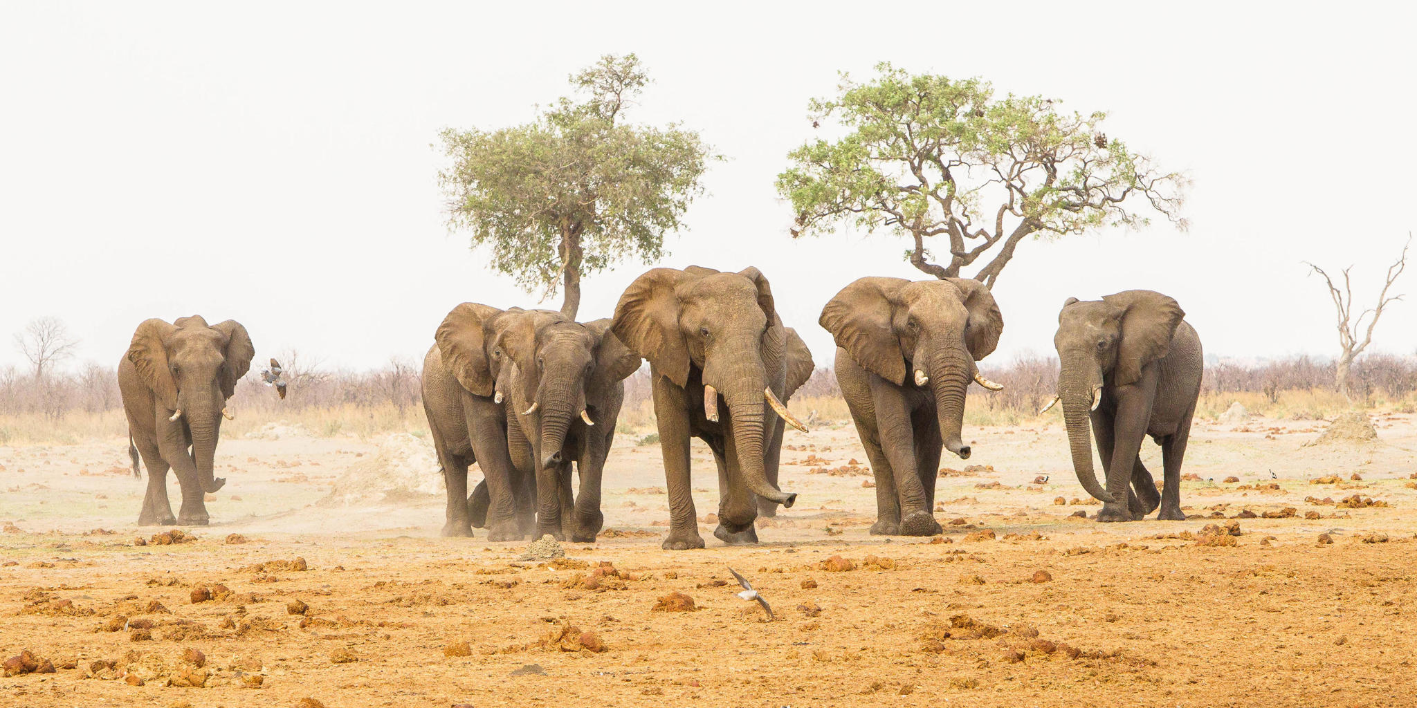 Elephant herds, Savute Safari Lodge, Chobe, Botswana