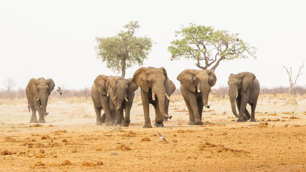 Elephant herds, Savute Safari Lodge, Chobe, Botswana