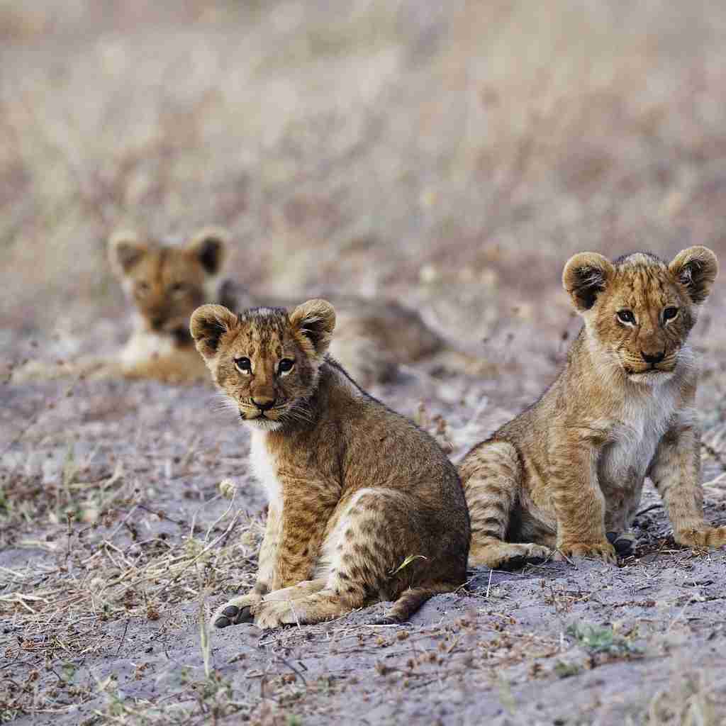 Lion cubs, Savute Safari Lodge, Chobe, Botswana
