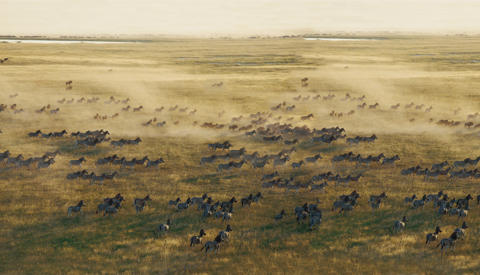Zebra migration, San Camp, Makgadikgadi Salt Pans, Botswana