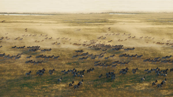 Zebra migration, San Camp, Makgadikgadi Salt Pans, Botswana