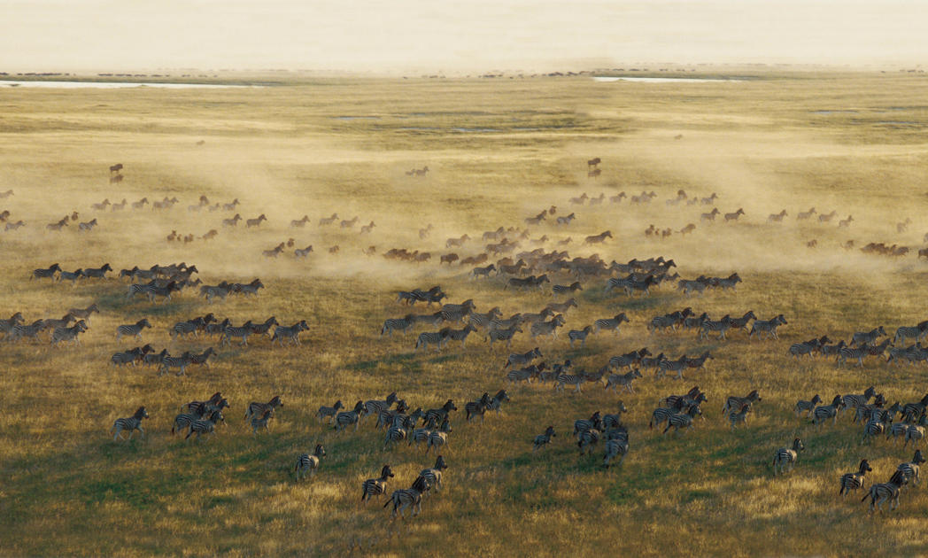 Zebra migration, San Camp, Makgadikgadi Salt Pans, Botswana