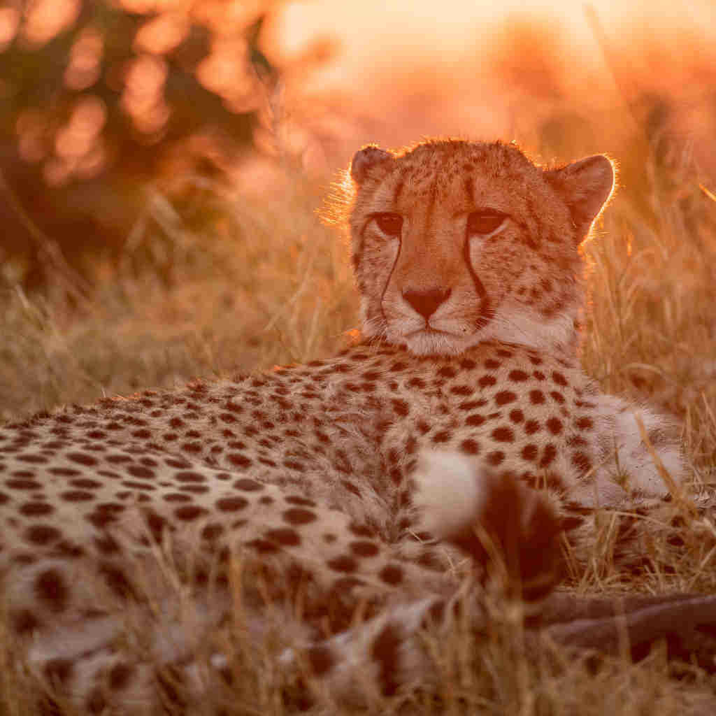 Cheetah wildlife, Shinde Camp, Okavango Delta, Botswana