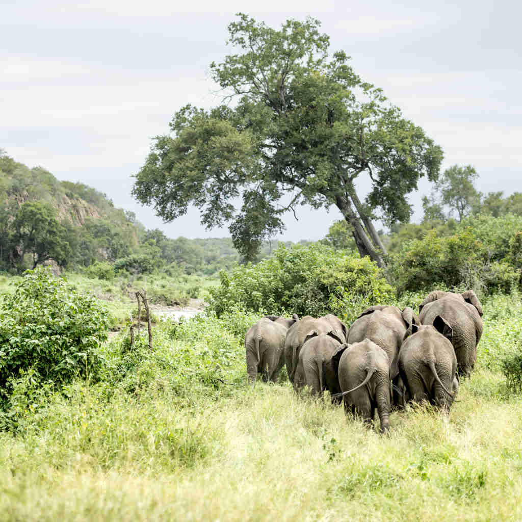 elephant herd in the kruger national park, south africa safaris