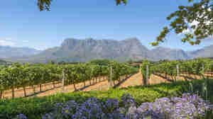 the winelands, franshhoek, south africa