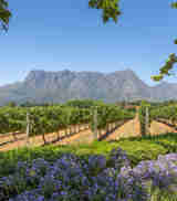 the winelands, franshhoek, south africa