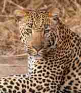 Leopard in the Sabi Sands, South Africa safaris 