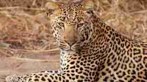 14kirkmansleopard south africa client review yellow zebra safaris