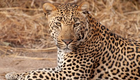 Leopard in the Sabi Sands, South Africa safaris 