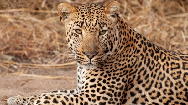 Leopard in the Sabi Sands, South Africa safaris 