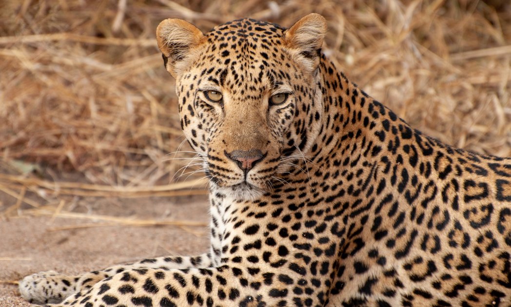 Leopard in the Sabi Sands, South Africa safaris 